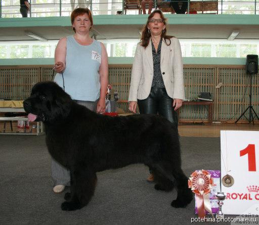 Фото: ньюфаундленд Акватория Келвин Звездная Королева (Aquatoriya Kelvin Zvezdnaya Koroleva), Sabine Wotenick, Татьяна Абутова