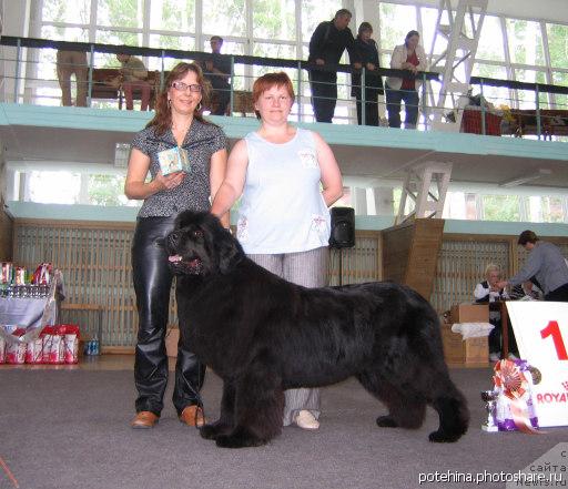 Фото: ньюфаундленд Велл Спирит Лилит (Vell Spirit Lillit), Татьяна Абутова, Sabine Wotenick