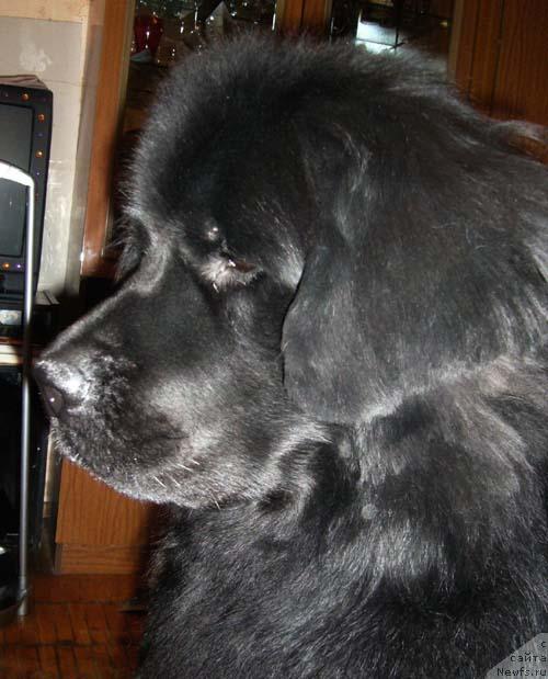 Фото: ньюфаундленд Ньюмаст Рокфеллер