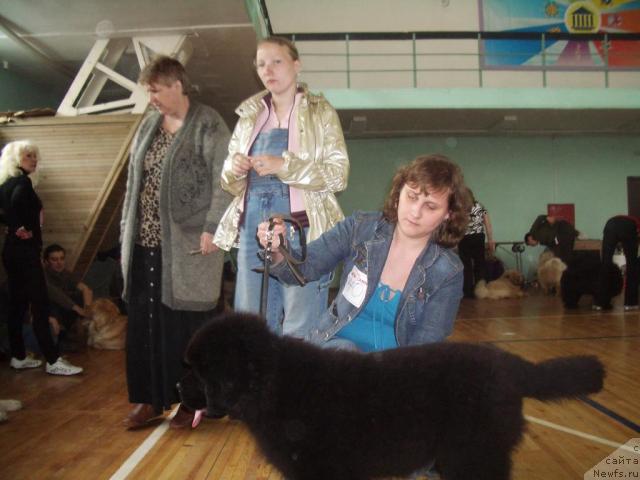 Фото: ньюфаундленд Урман Таежный от Сибирского Медведя, Ирина Кириченко