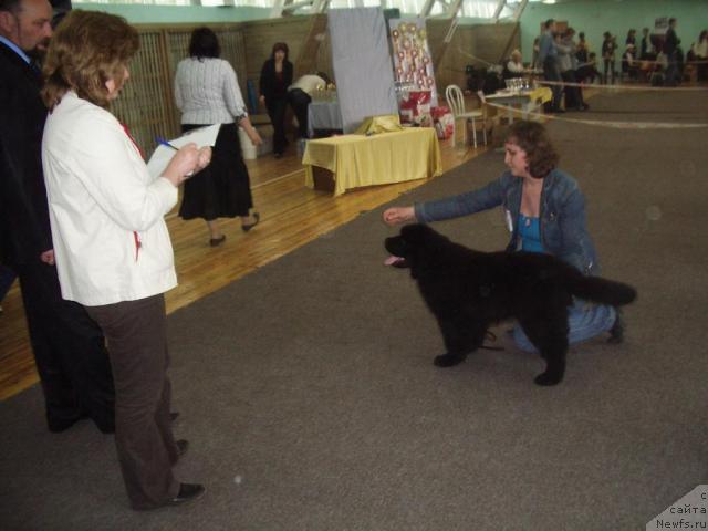 Фото: ньюфаундленд Урман Таежный от Сибирского Медведя, Ирина Кириченко