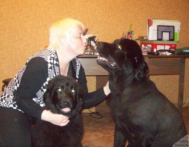 Фото: Елена Морозик, ньюфаундленд Любовь Земная, ньюфаундленд Петер-Беар Понки Рифер Сит