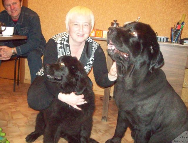 Фото: Елена Морозик, ньюфаундленд Любовь Земная, ньюфаундленд Петер-Беар Понки Рифер Сит
