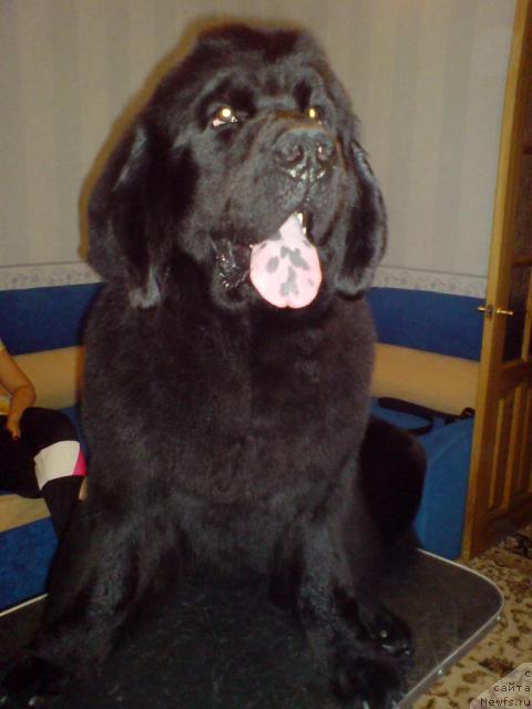 Фото: ньюфаундленд Севертан Урри