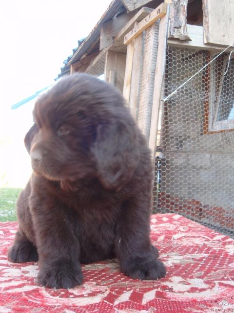 Фото: Аристократичная Штучка для Ньюфорт .дочь, ньюфаундленд Рафаэлла Бриллианс Черная Жемчужина