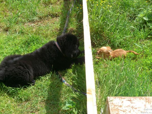 Фото: ньюфаундленд Плюшевая Панда Пленительная Далида