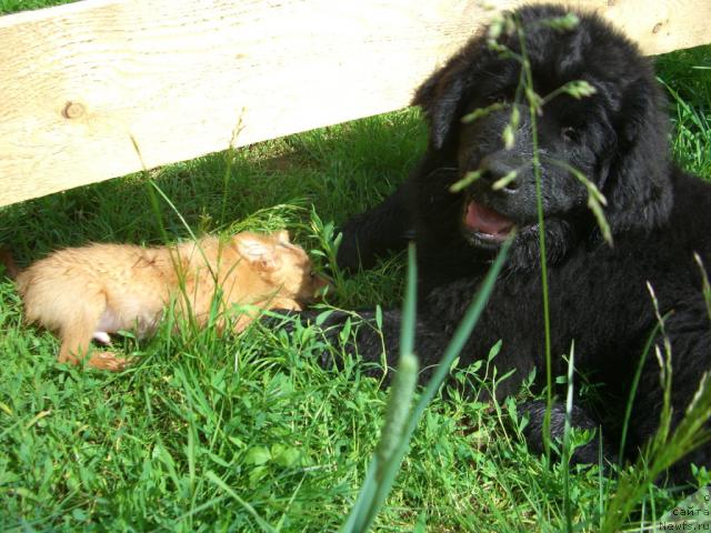 Фото: ньюфаундленд Плюшевая Панда Пленительная Далида