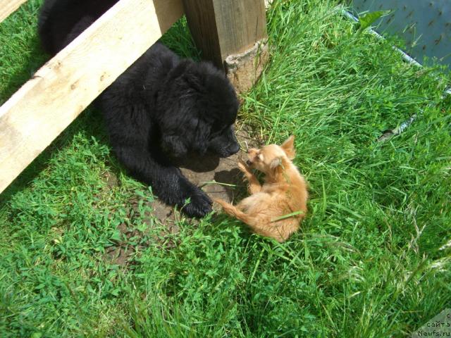 Фото: ньюфаундленд Плюшевая Панда Пленительная Далида