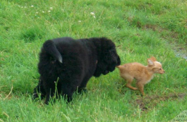 Фото: ньюфаундленд Плюшевая Панда Пленительная Далида