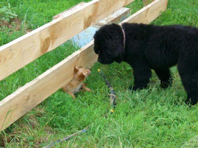 Фото: ньюфаундленд Плюшевая Панда Пленительная Далида