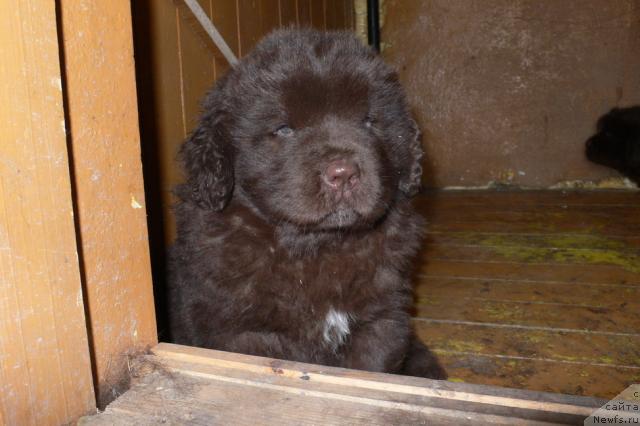 Фото: ньюфаундленд Аркадия Виват Арбона