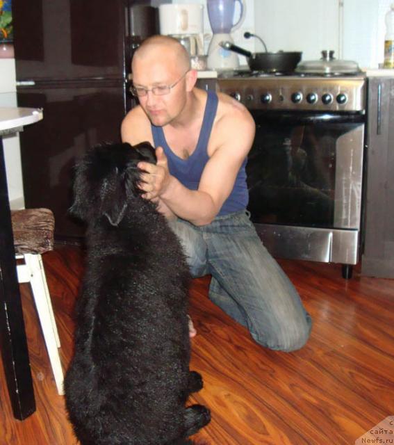 Фото: ньюфаундленд Любимая Медведица Моя, Саша.