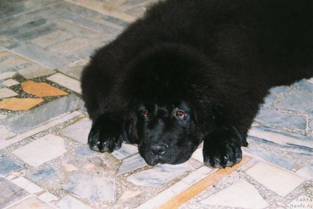Фото: ньюфаундленд Лихой Казак