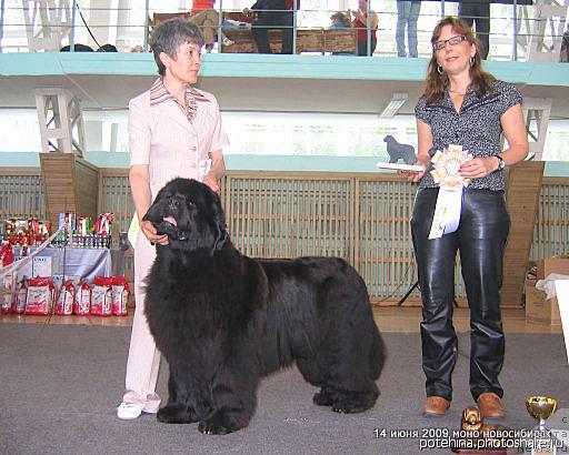 Фото: ньюфаундленд Юнспотид Хай Из Медвежьего Яра (Yunspotid Hay iz Medvejyego Yara), Елена Кропотова, Судья: Sabine Wotenick Германия