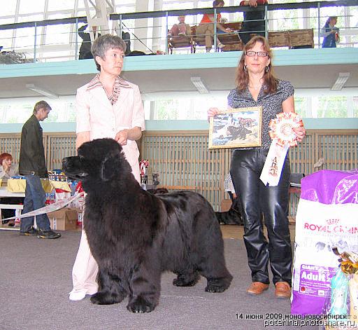 Фото: ньюфаундленд Юнспотид Хай Из Медвежьего Яра (Yunspotid Hay iz Medvejyego Yara), Елена Кропотова, Судья: Sabine Wotenick Германия