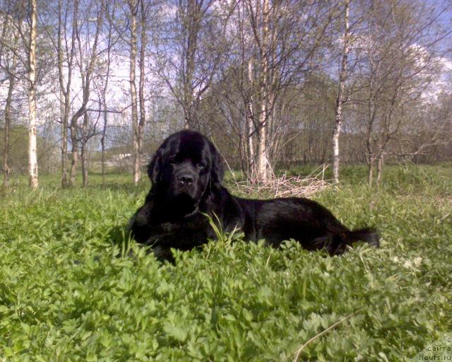 Фото: ньюфаундленд Ай Лав Рич (Ai Love Rich)