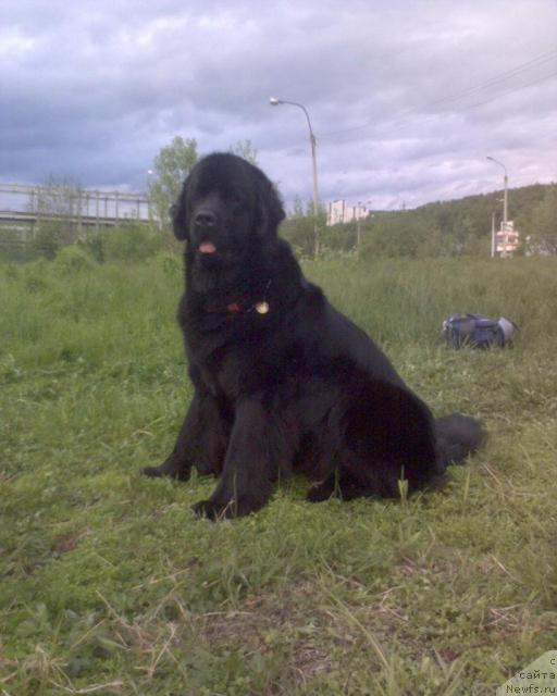 Фото: ньюфаундленд Ай Лав Рич (Ai Love Rich)