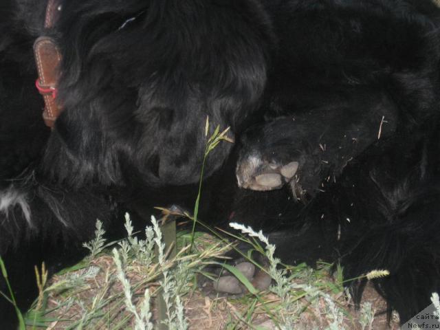 Фото: ньюфаундленд Маг Исполин Илья Муромец