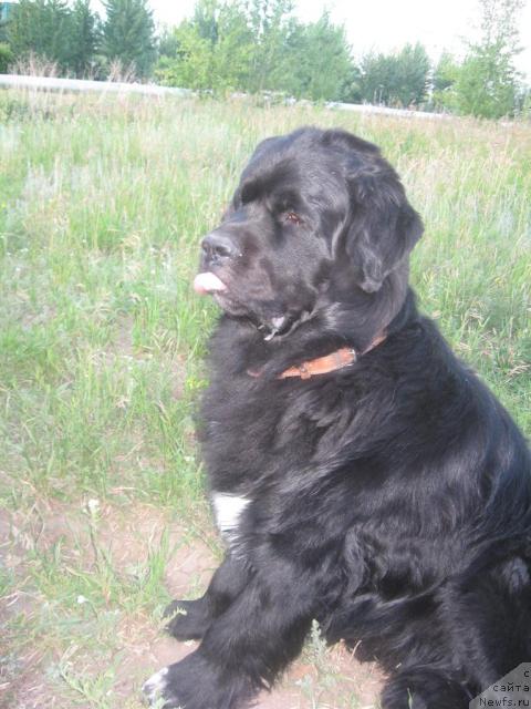 Фото: ньюфаундленд Маг Исполин Илья Муромец