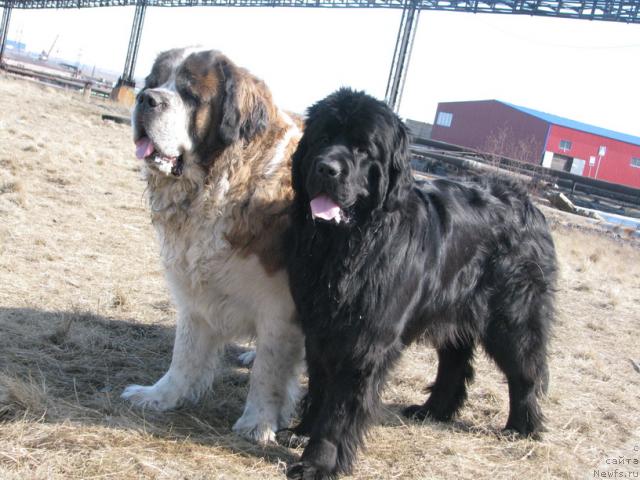 Фото: ньюфаундленд Жасмин Северный Каприз из Медвежьего Яра (Zhasmine Severny Caprice iz Medvejyego Yara)