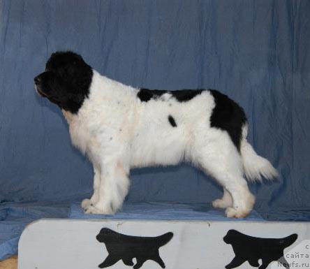 Фото: ньюфаундленд Stupsletta's Goody-Goody