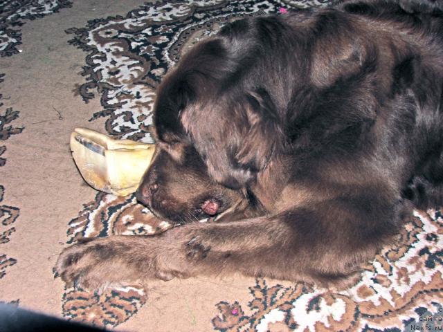 Фото: ньюфаундленд Лесная Сказка Изольда