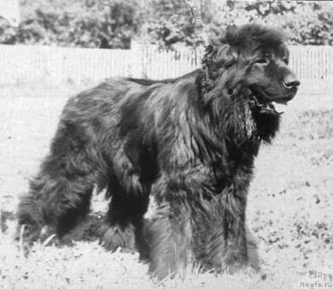 Фото: ньюфаундленд Баттерголф'с Джейн Моррисен