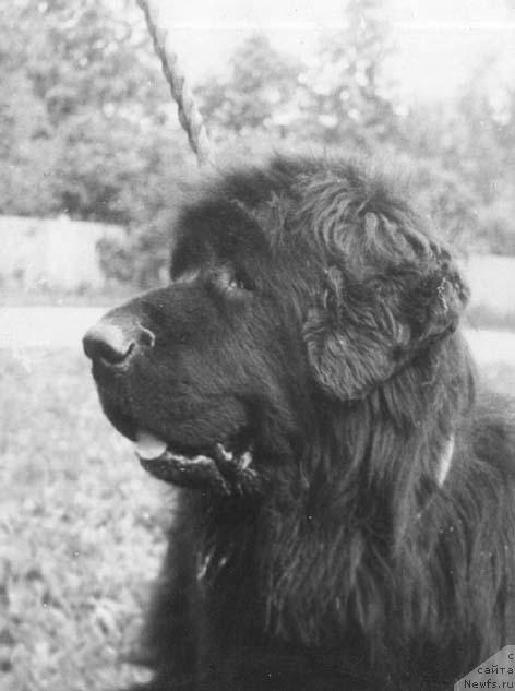 Фото: ньюфаундленд Баттерголф'с Джейн Моррисен