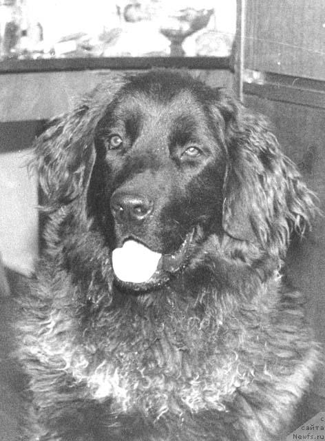 Фото: ньюфаундленд Джин