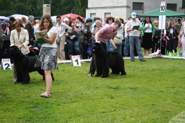 Фото: ньюфаундленд Skippers Open Arms