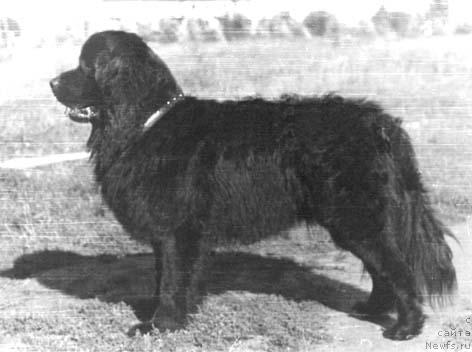 Фото: ньюфаундленд Легран Маг