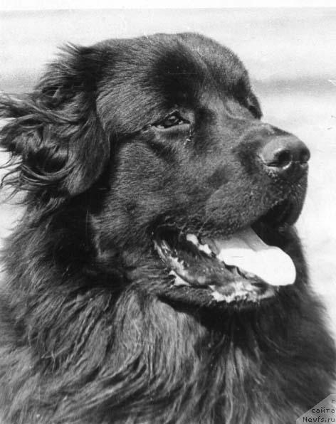 Фото: ньюфаундленд Легран Маг