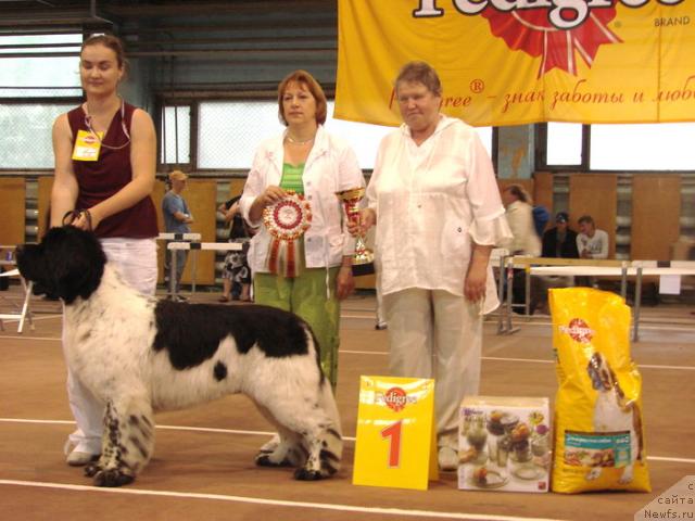 Фото: ньюфаундленд Супер Бизон Арго (Super Bizon Argo)