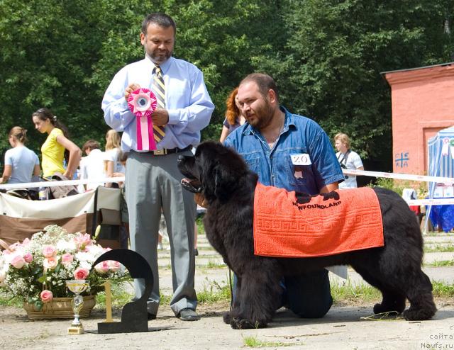 Фото: ньюфаундленд Доджер от Сибирского Медведя (Dodger ot Sibirskogo Medvedja)