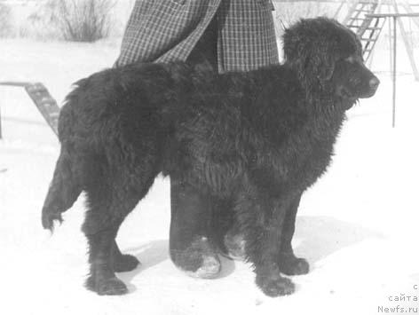 Фото: ньюфаундленд Дагри
