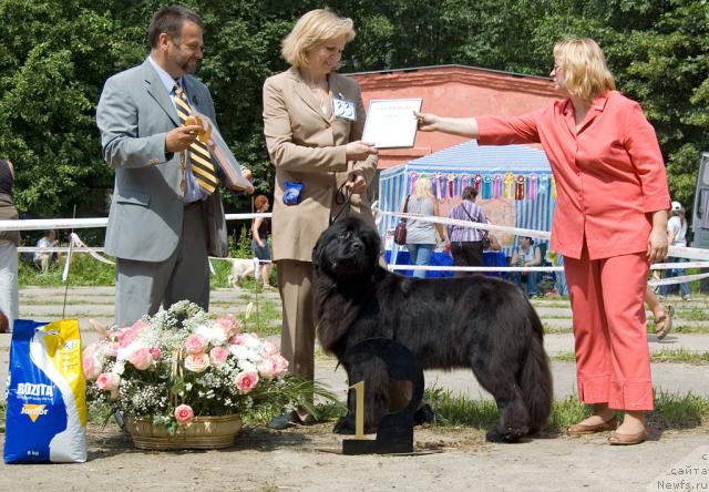 Фото: ньюфаундленд Black Blues iz Volotova