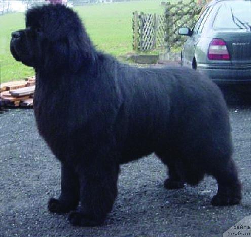Фото: ньюфаундленд Fearless Bear's Zabor Always in Your Mind