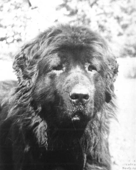 Фото: ньюфаундленд Баттерголф'с Джейн Моррисен