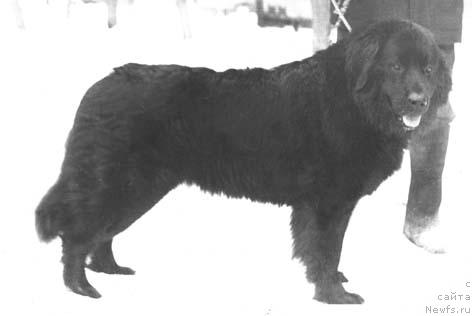 Фото: ньюфаундленд Ада Дин Гудзон