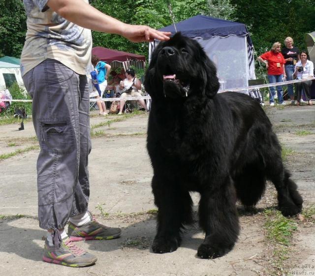 Фото: ньюфаундленд Потап Цеверон