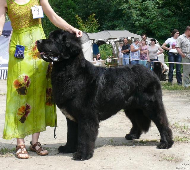 Фото: ньюфаундленд Сент Джонс Оскар (Sent Djons Oskar)