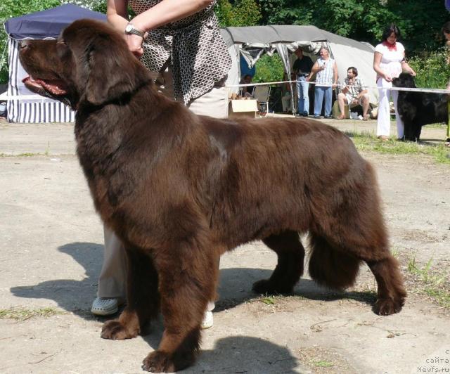 Фото: ньюфаундленд Фанньюф Глория Дей