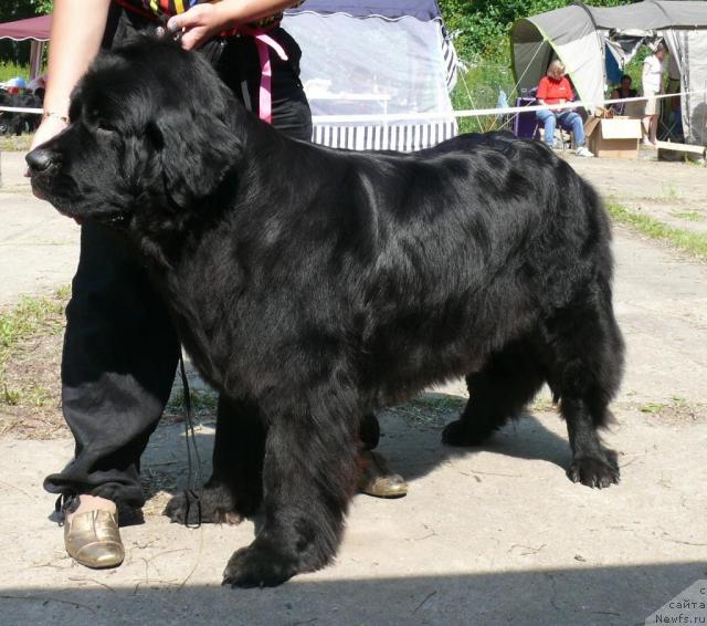 Фото: ньюфаундленд Нью Спейс Таис Винсента