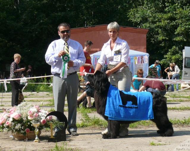 Фото: ньюфаундленд Очаровательна Леди от Сибирского Медведя (Ocharovatelnaya Lady ot Sibirskogo Medvedja)