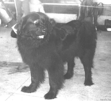 Фото: ньюфаундленд Джейн Чиги Дайвер