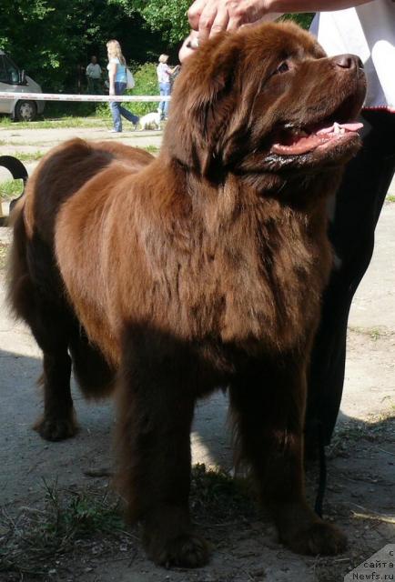 Фото: ньюфаундленд Игерма из Академии Шоколада (Igerma iz Akademii Shokolada)