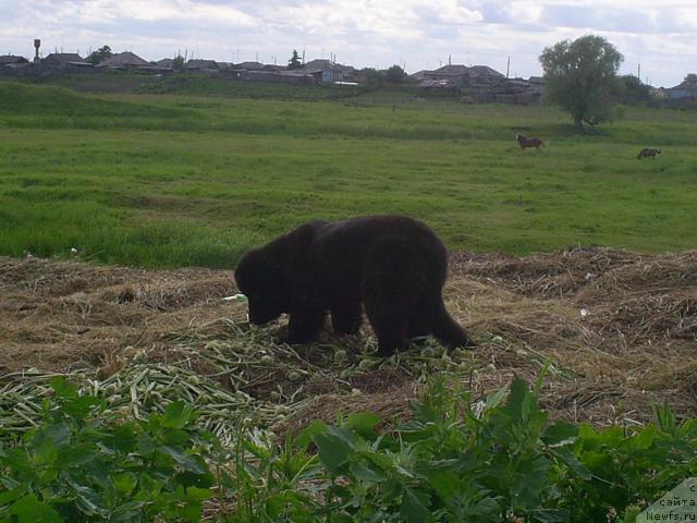 Фото: ньюфаундленд Бонита Эль Осо Нэгро