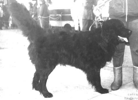 Фото: ньюфаундленд Нельси Хиви