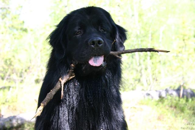 Фото: ньюфаундленд Кайден Плейфул (Kaiden Playful)