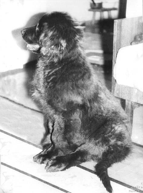 Фото: ньюфаундленд Шелли Сантос